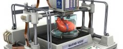 3d printing of organs