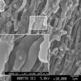 Image: Aligned Carbon Nanotube | CORE-Materials | Flickr