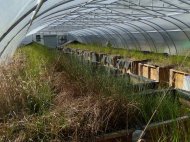 Located in Duke Forest, these mesocosms serve as a living laboratory for researchers studying how nanoparticles affect the environment. Credit - Benjamin Espinasse