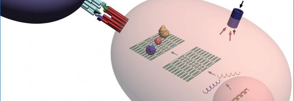 Biomimetics photonic nanostructures
